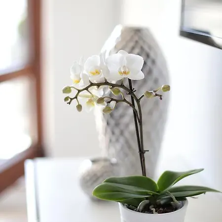 Rezydencja Redlowo Daire Gdynia